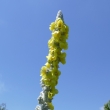 P1100555