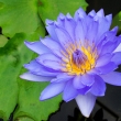 SONY DSC