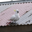P1210910