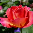 P1120778
